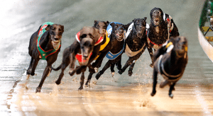 Thursday night's free greyhound racing parlay predictions