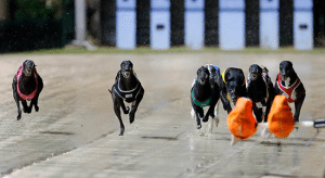 Monday's best greyhound racing multi bet selections and odds