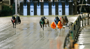 Monday's best greyhound racing multi bet tips September 14, 2015