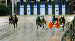 Tuesday's top greyhound racing multi bet picks
