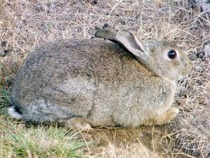 European rabbits found on NSW property