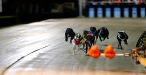 Greyhound Racing's Future Is Open For Discussion