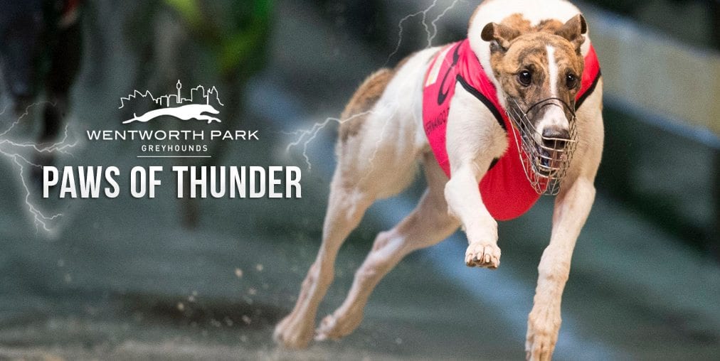 Paws of Thunder greyhound tips 2022