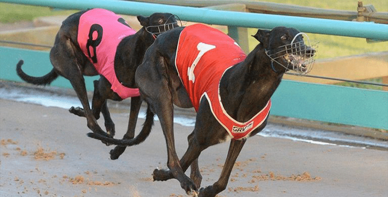 Greyhound racing