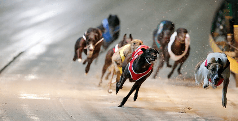 Greyhound racing