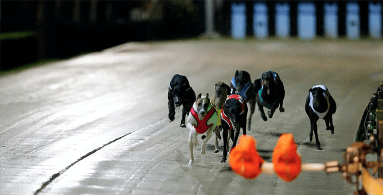 Greyhound racing