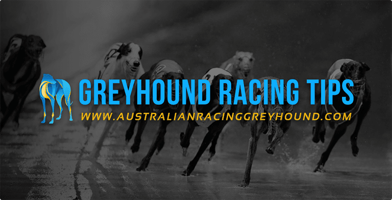 greyhound tips