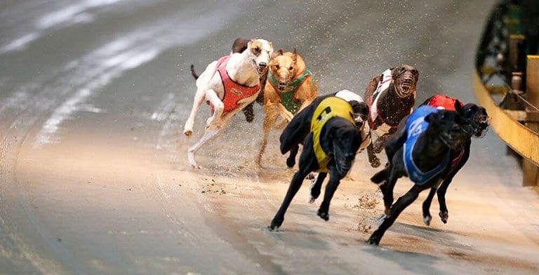 Greyhound racing