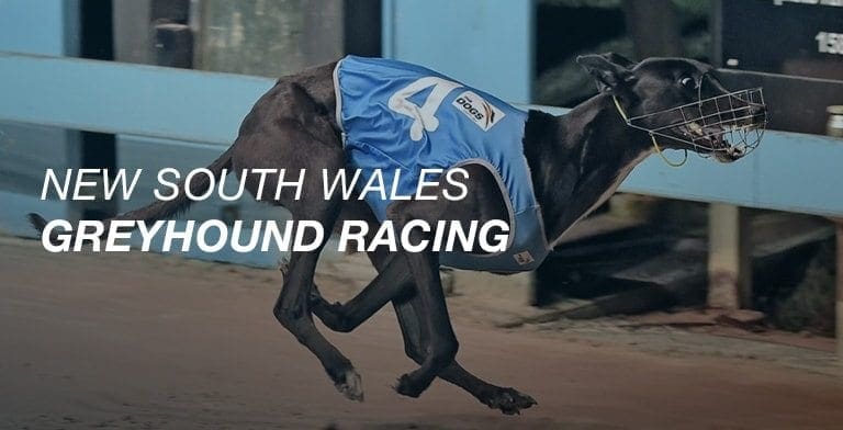 Nsw greyhound racing