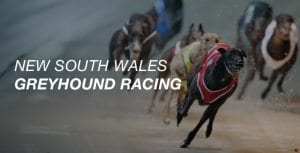 NSW greyhound racing