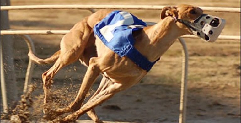 How To Pick Winning Greyhounds