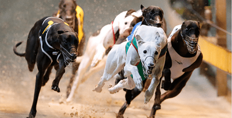 greyhound racing