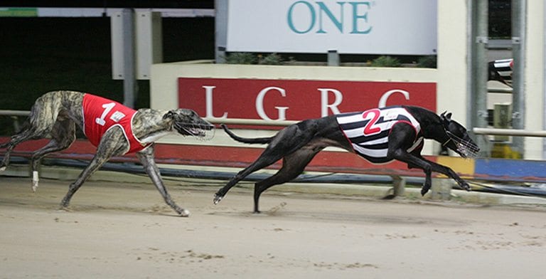 Launceston greyhound racing