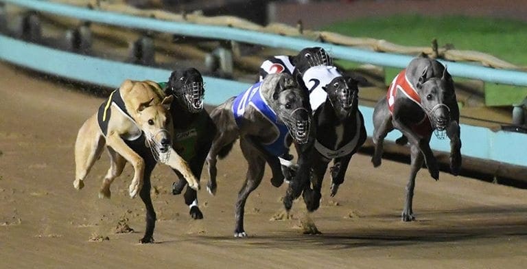 Greyhound racing