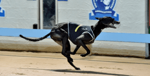 Gosford greyhounds