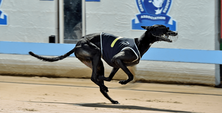 Cosmic Bonus to start favourite in 2017 Gosford Cup - Greyhounds Online