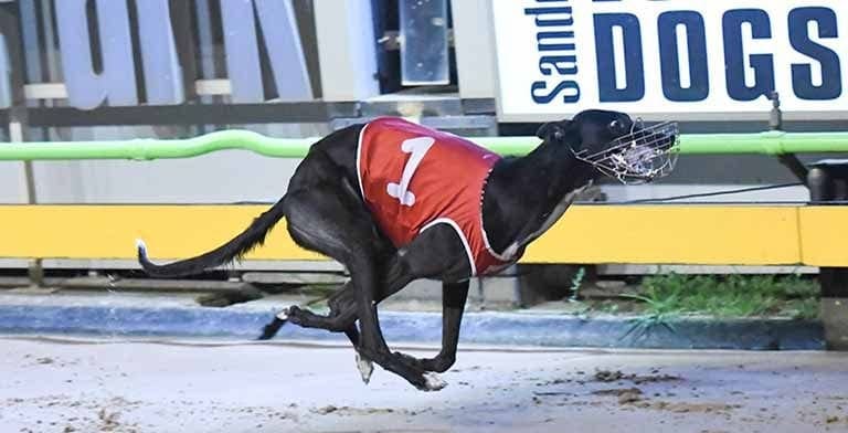 Sandown Greyhounds