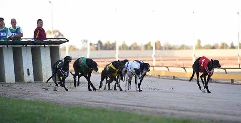 Shepparton greyhounds