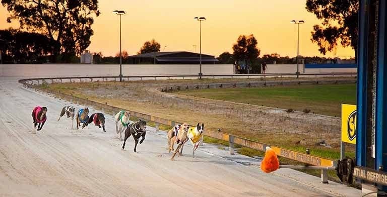 WA greyhounds