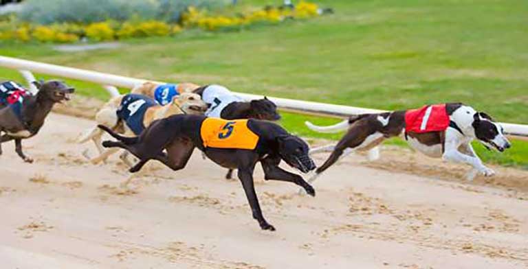 Greyhound racing in Ireland