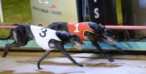 Billy's Bake upstages series fav Burn One Down in stayers heats
