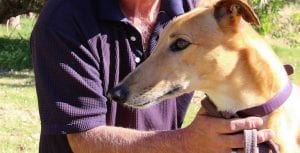 Age shall not stop them racing - the golden oldies of greyhounds