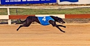 Vidi Vici out to upset top series chance in Townsville Cup heat