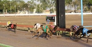 Darwin greyhound racing form guide Wednesday September 14 2022