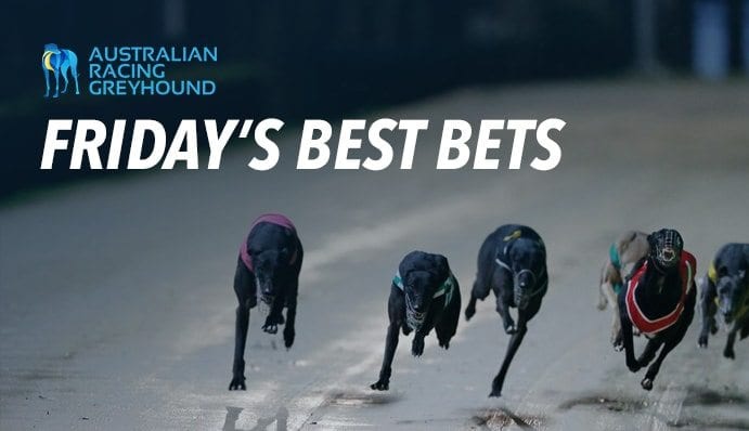 Best greyhound bets for Friday