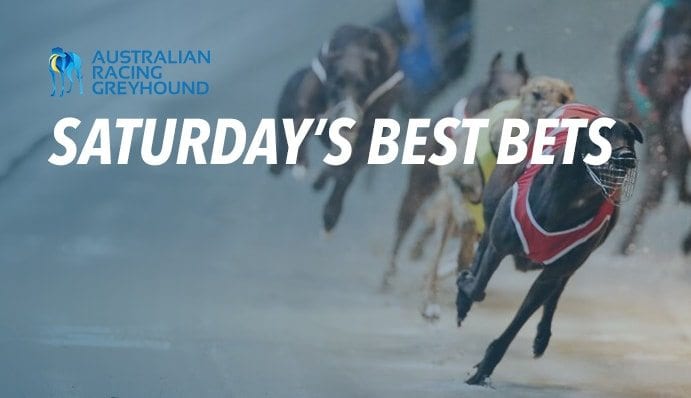 Greyhound racing's best bets