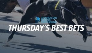 Greyhound tips for Thursday