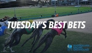 Tuesday greyhound racing tips