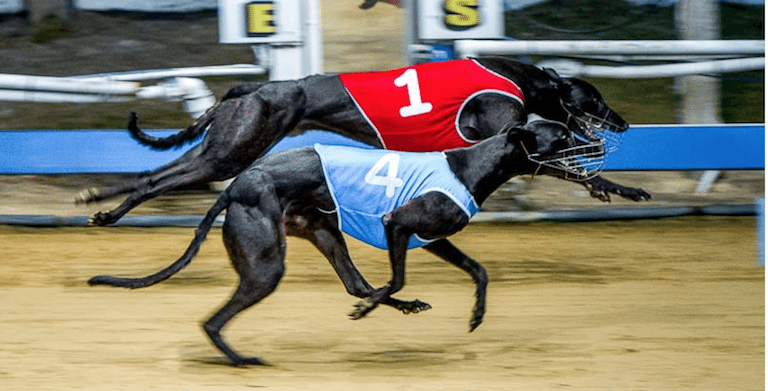 Greyhound racing news