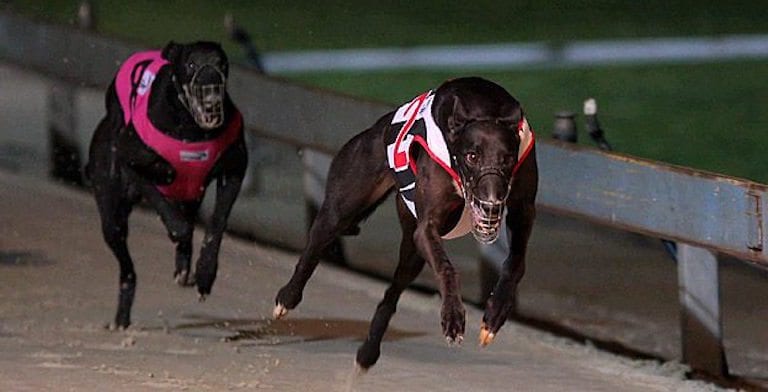 NSW greyhound racing news