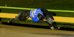 Sandown Speed Star points a way forward for greyhound racing