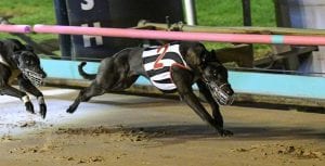 Chasin' Crackers sets the pace in Group 1 Vic Peters Classic