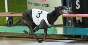 Can Demon Bale dominate in Friday's 2017 Group 3 Mandurah Cup?