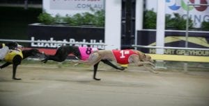 Reality Hawk poised to swoop in Hobart St Leger final
