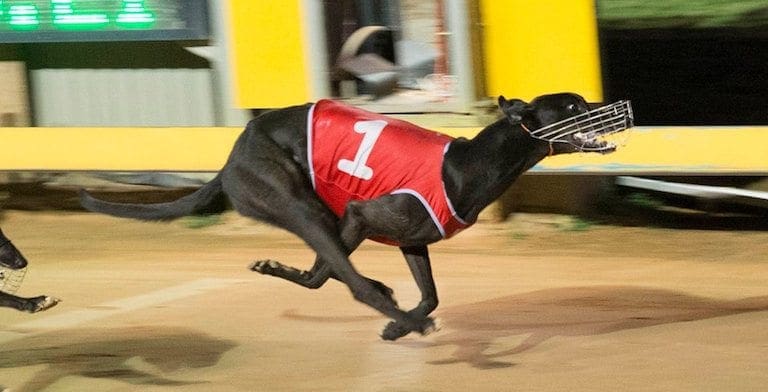 Windmill Haze wins the 2017 Gawler Gold Cup