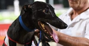 Queen of Albion Park retired after 45th career win