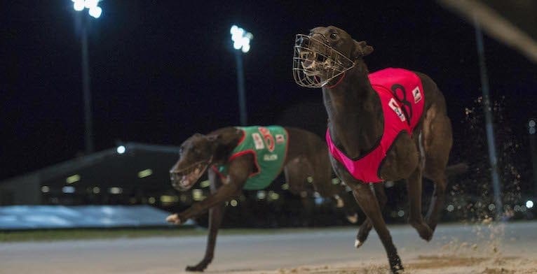 December'05 - Greyhounds Queensland