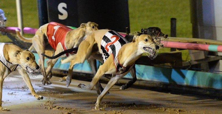 the only way forward for greyhound racing
