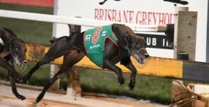 Jalapeno hits hot form in 2018 Group 3 Queensland Cup