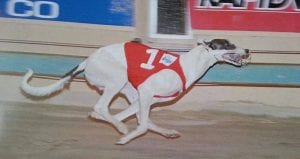 Why I'll always remember the 2008 Group 1 Paws of Thunder