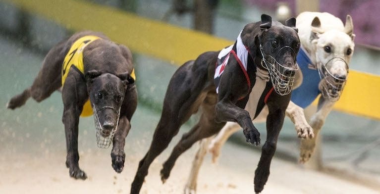 Magic Maiden Greyhound Racing Australian Greyhound Racing News Betting