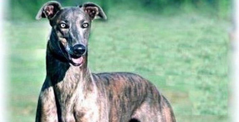 greyhound data greyhounds for sale