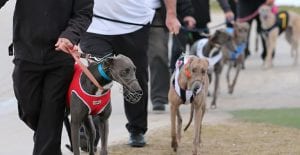 Victorian greyhound meetings reduced but starters payments doubled
