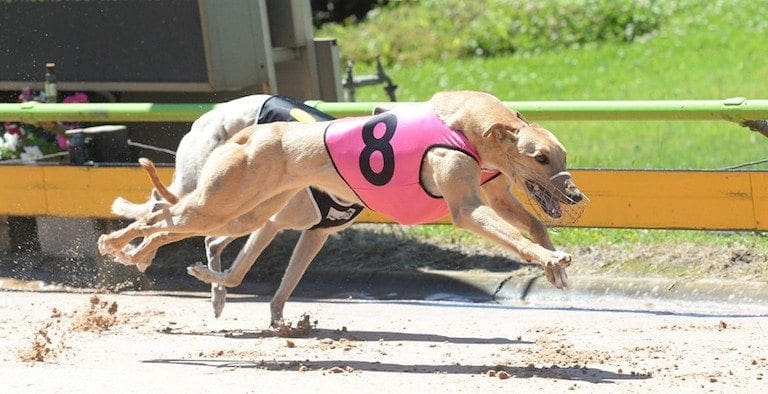 Sandown greyhounds 2018