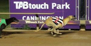 WA greyhound races closed to the public but going ahead