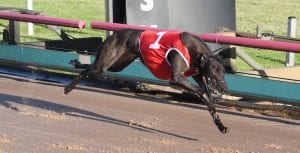 Hecton Bale smashes rivals to take out 2018 Group 1 Australian Cup